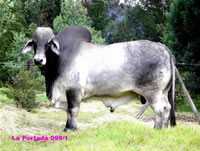 brahmanblanco1.jpg