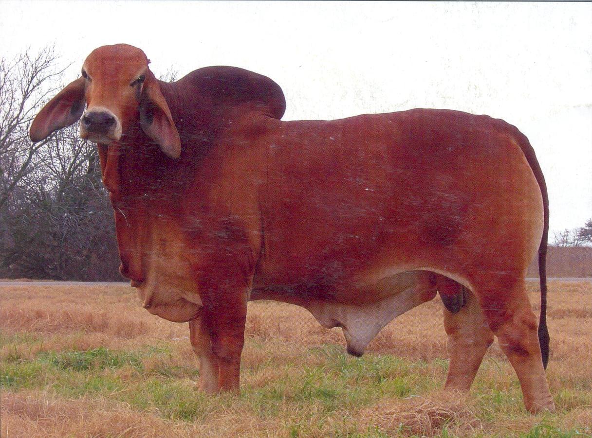 brahmanrojo.jpg