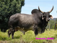 guzeratlechero.jpg